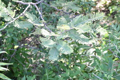 Vachellia pennatula