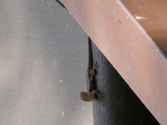 Lygodactylus angularis