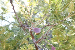 Vachellia pennatula