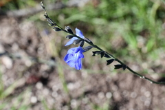 Salvia reptans