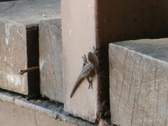 Lygodactylus angularis