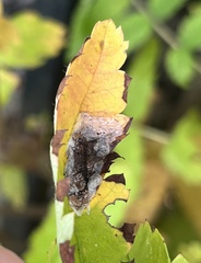 Phyllonorycter leucographella