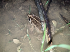 Discoglossus galganoi