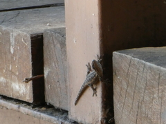 Lygodactylus angularis