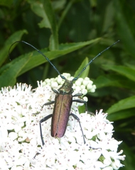 Aromia moschata moschata