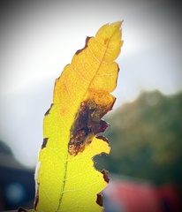 Phyllonorycter leucographella