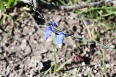Salvia reptans