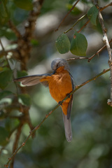 Melaenornis semipartitus