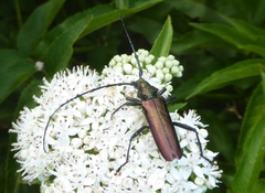 Aromia moschata moschata
