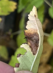 Phyllonorycter leucographella