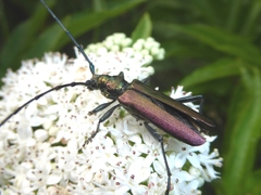 Aromia moschata moschata