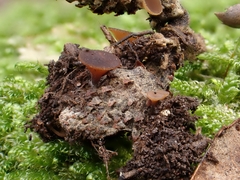 Ciboria batschiana
