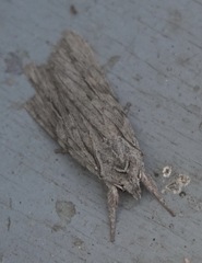 Lithophane leautieri