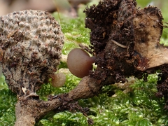 Ciboria batschiana