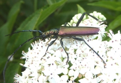 Aromia moschata moschata