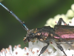 Aromia moschata moschata