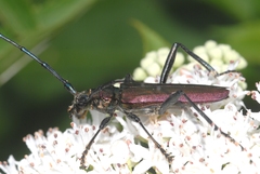 Aromia moschata moschata