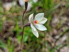 Thelymitra rubra