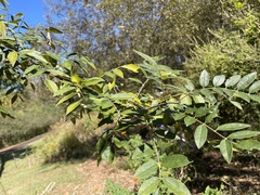 Wisteria frutescens