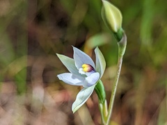 Thelymitra albiflora