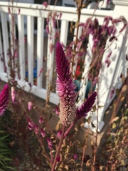 Celosia