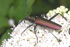 Aromia moschata moschata
