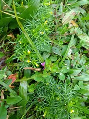 Tagetes filifolia