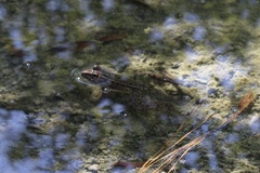 Lithobates sphenocephalus