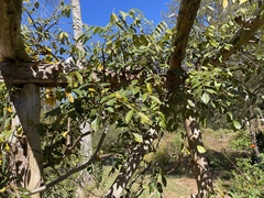 Wisteria frutescens