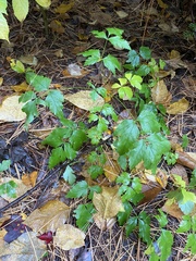 Xanthorhiza simplicissima