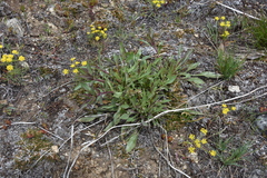 Penstemon