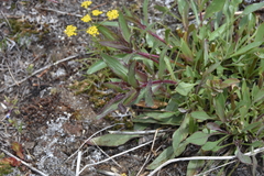 Penstemon
