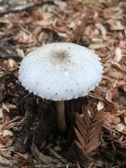 Leucocoprinus brebissonii