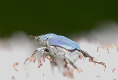 Hoplia coerulea