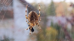 Araneus diadematus