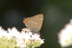 Satyrium w-album