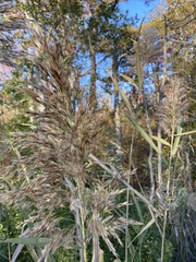 Phragmites