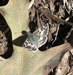 Burnsius communis