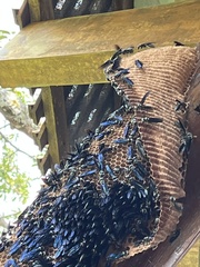 Synoeca septentrionalis