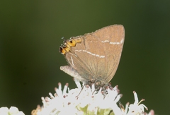 Satyrium w-album