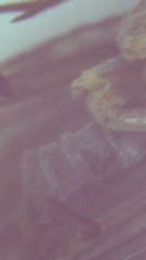 Dolophilodes distinctus