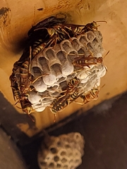 Polistes exclamans