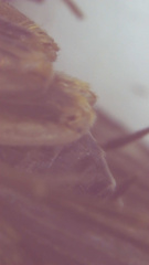 Dolophilodes distinctus