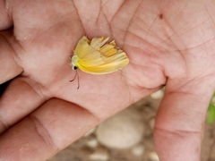 Pyrisitia dina