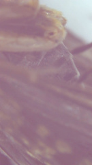 Dolophilodes distinctus