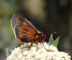 Metardaris cosinga