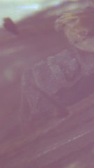 Dolophilodes distinctus