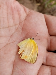 Pyrisitia dina