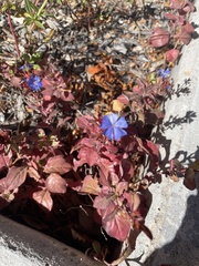 Ceratostigma