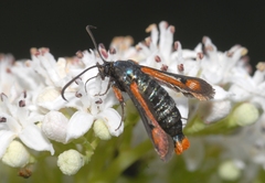 Pyropteron chrysidiforme